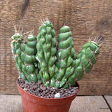 D7207 EULYCHNIA CASTANEA SPIRALIS pot10-H12-W14 cm MaMa Cactus Green Plant