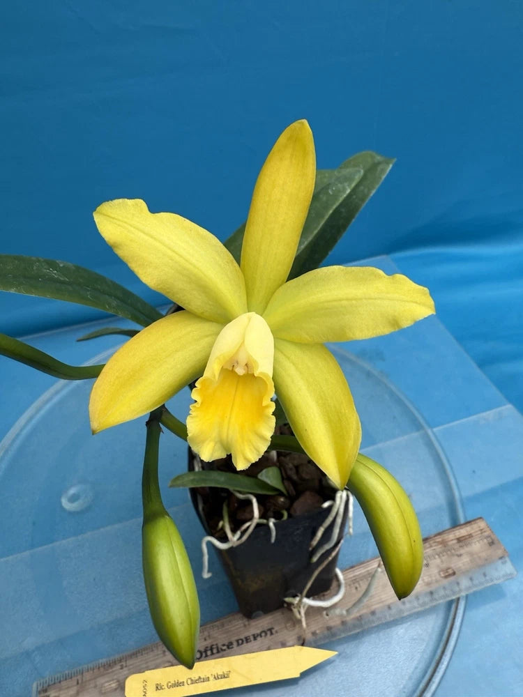 Yellow mericlone orchid with green leaves in a small pot