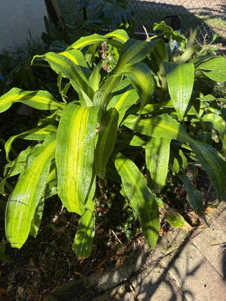Fragrant orchid plant with long green leaves in a pot