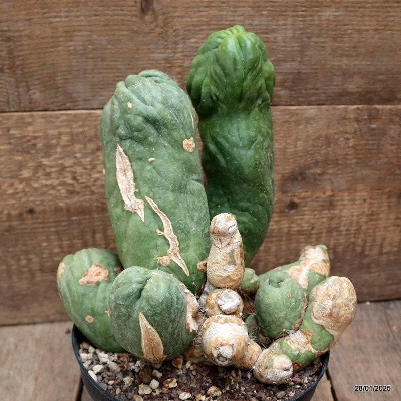 Potted green monster cactus in a black round pot with gravel top dressing