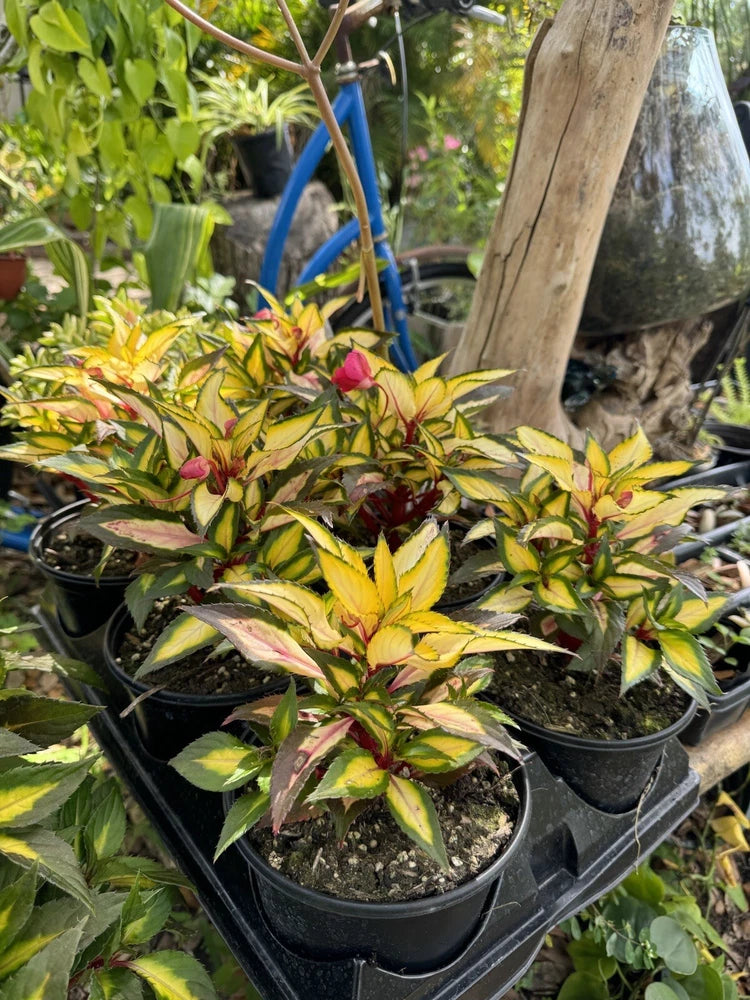 Variegated orchid plant in black nursery pots, clustered yellow and pink leaves