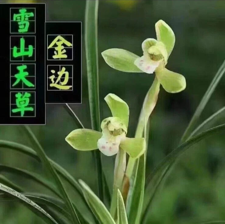 Green orchid flowers on long stems with broad green leaves