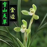 Heavenly Snow Mountain Chinese Orchid ____ Orchids