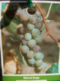 Himrod Seedless Grape Vine 3 Gal. Plants Vines Plant Grapes Vineyards Garden Now Garden Plants