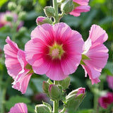 HOLLYHOCK Mixed Color About 200 Seeds Flower Seeds Large Flowers ~ Flowering Plants
