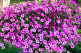 100 PINK PETUNIA Hybrida Pollinator Garden Container Flower Seeds Garden Plants