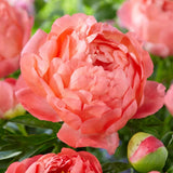 2/3 Eyes, Coral Sunset Peony Flower Bulbs Bare Roots (Bag of 3) Peony