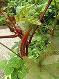 100 Organic Red Burgundy Okra Vegetable Seeds Abelmoschus esculentus Tasty Pods Flowering Plants