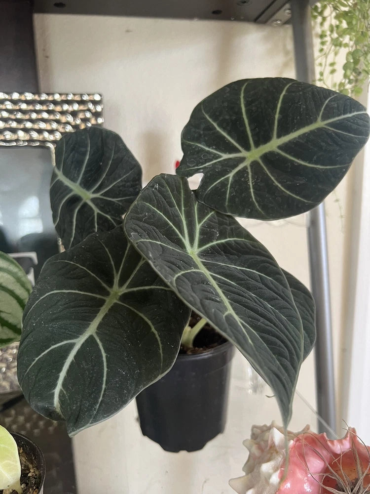 Large dark green Alocasia leaves with white veins, potted plant with 1 stem