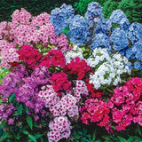 100+ Tall Mix Phlox Seeds for Garden Planting - USA - FREE SHIPPING! Garden Plants