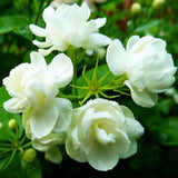 50 Pcs Jasmin Seeds for Planting Fragrant Flower Home Jasmin1 Flowering Plants