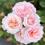 The Princesse Charlene de Monaco 2 yrs old Hybrid Tea Bareroot Plant Striking!!! Roses