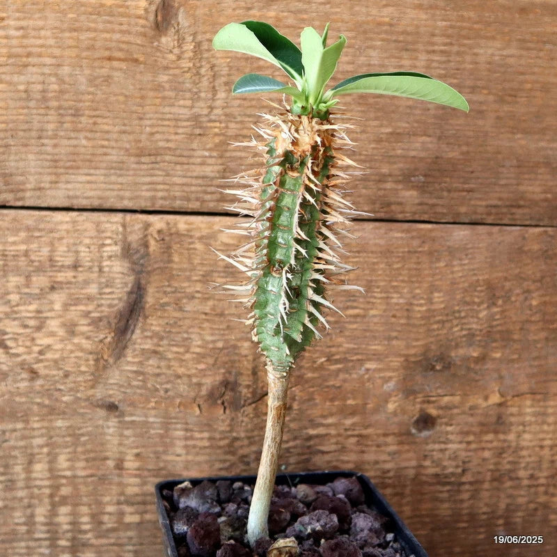 D4722 EUPHORBIA BIGUIERI V. CAPURONIANA pot10-H21-W3 cm MaMa Cactus Green Plant
