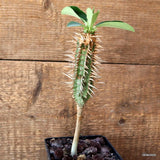 D4722 EUPHORBIA BIGUIERI V. CAPURONIANA pot10-H21-W3 cm MaMa Cactus Green Plant