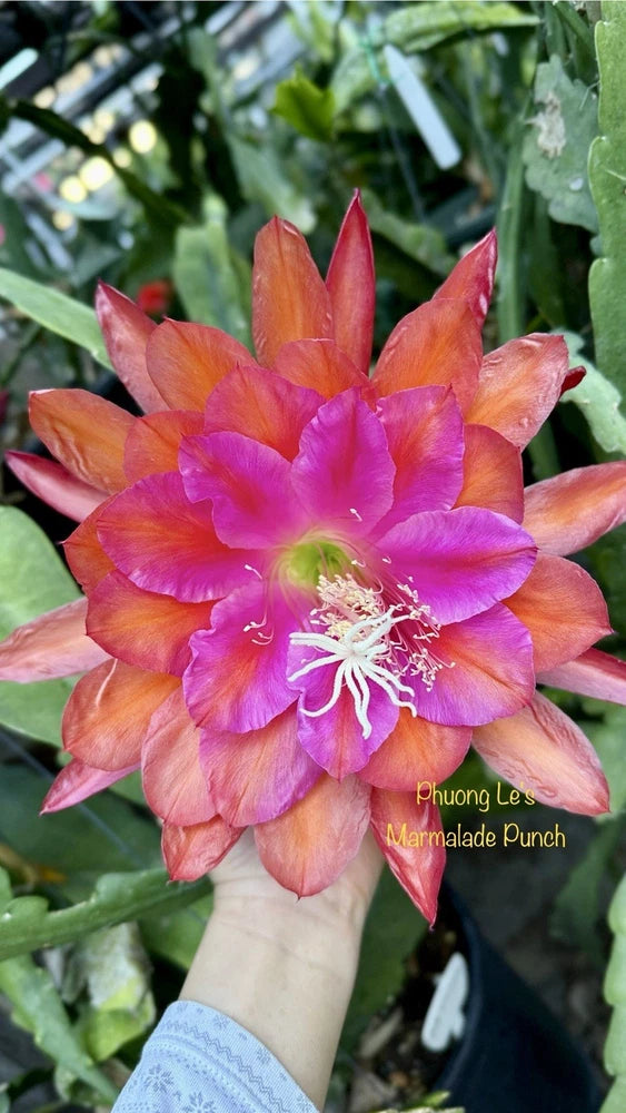 Orange and purple epiphyllum orchid cactus flower with ruffled petals and pale center