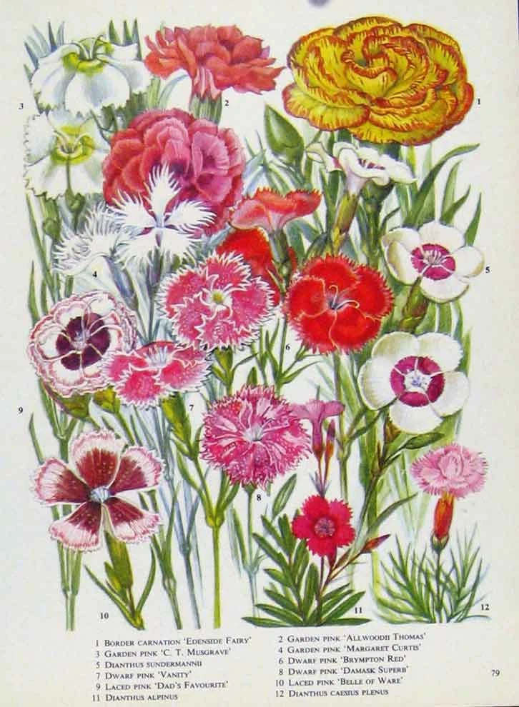 Original Old Antique Print Carnation Musgrave Vanity Pink Color Flower Carnation