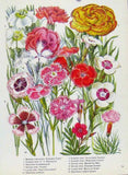 Original Old Antique Print Carnation Musgrave Vanity Pink Color Flower Carnation