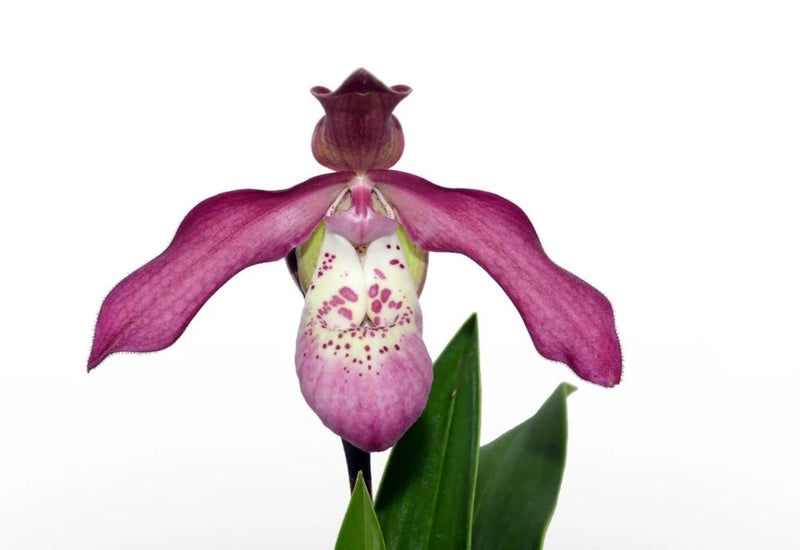Pink and white lady slipper orchid flower with green leaves
