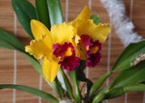 (553-5) Blc.Wainae  Appel Carmela      young plant Orchids