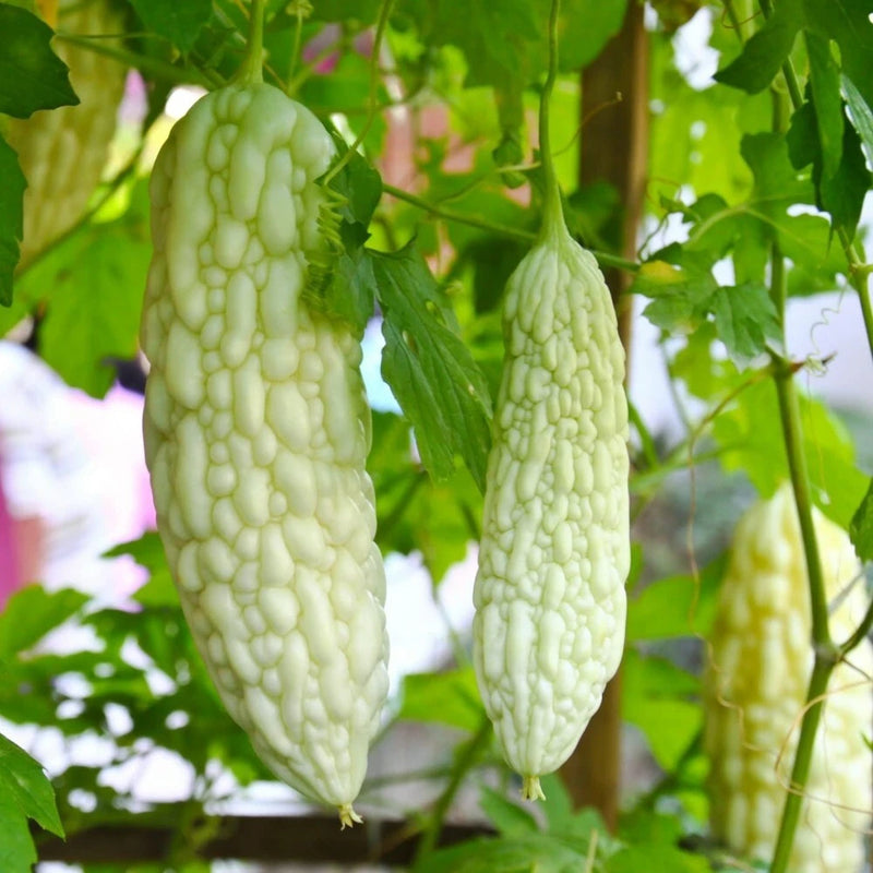 Live White Bittermelon Plant Ð 8" Tall in 4" Pot Ð Rare Variety Ð Garden Ready Garden Plants