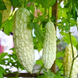 Live White Bittermelon Plant Ð 8" Tall in 4" Pot Ð Rare Variety Ð Garden Ready Garden Plants