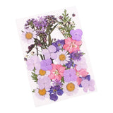 Real Dried Pressed Flowers Nature Dried Flowers Assorted Colorful Daisies for... Dried Flower