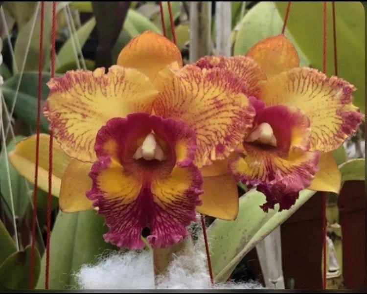 Potted orchid plant with yellow and magenta ruffled blooms