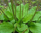 250+ Organic Broadleaf Plantain Seeds ~ Plantago major *Free US shipping* Flowering Plants
