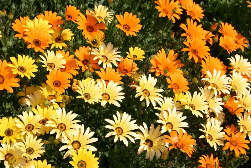 African Daisy Seeds, Glandular Cape Marigold, Bees and Butterflies, FREE SHIP Daisies