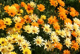 African Daisy Seeds, Glandular Cape Marigold, Bees and Butterflies, FREE SHIP Daisies