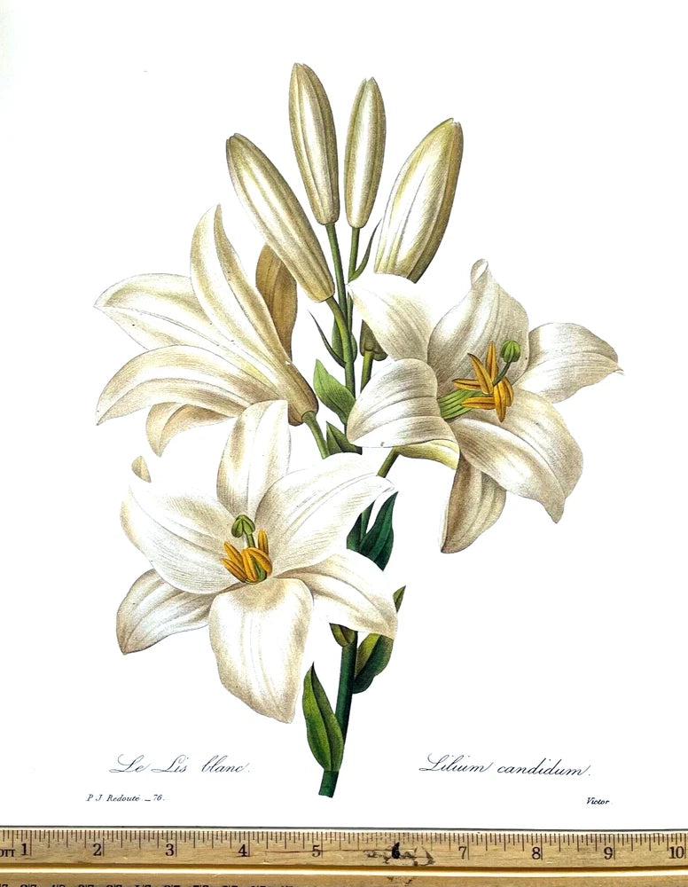 Redoute Flowers #76 LILIUM CANDIDUM LILY BOTANICAL ART BK Plate SUPERB PRINT! Lily