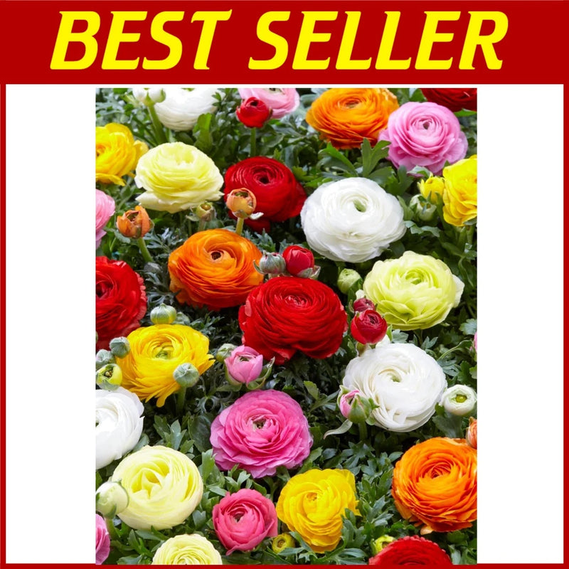 12 Largest Size Corms - French Peony Mixed Ranunculus Bulbs Ranunculus