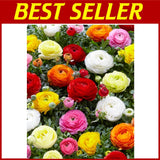 12 Largest Size Corms - French Peony Mixed Ranunculus Bulbs Ranunculus
