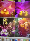 ORCHID PLANTS Cattleya 3 stems each 4 varieties named Orchids