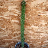 D4430 MONADENIUM SCHUBEI pot17-H54-W5 cm MaMa Cactus Green Plant