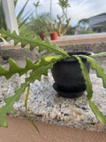 FishBone Orchid Cactus in 4Ó Pot With Saucer Flowering Epiphyllum Anguliger Orchids