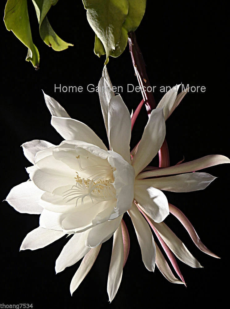 White cactus orchid flower with long pointed petals and a yellow center