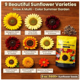Non-GMO Sunflower Seeds Variety Pack - 5200+ Seeds Sunflower