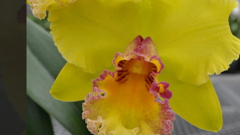 Yellow Cattleya-style orchid with pink ruffled edges and orange center