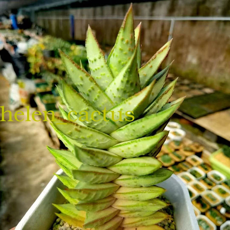 Astroloba succulent in pot with pointed green leaves and small speckles