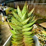 1PC RareSucculent plants Astroloba Gintsuno Home Garden Bonsai plants high8-10 Garden Plants