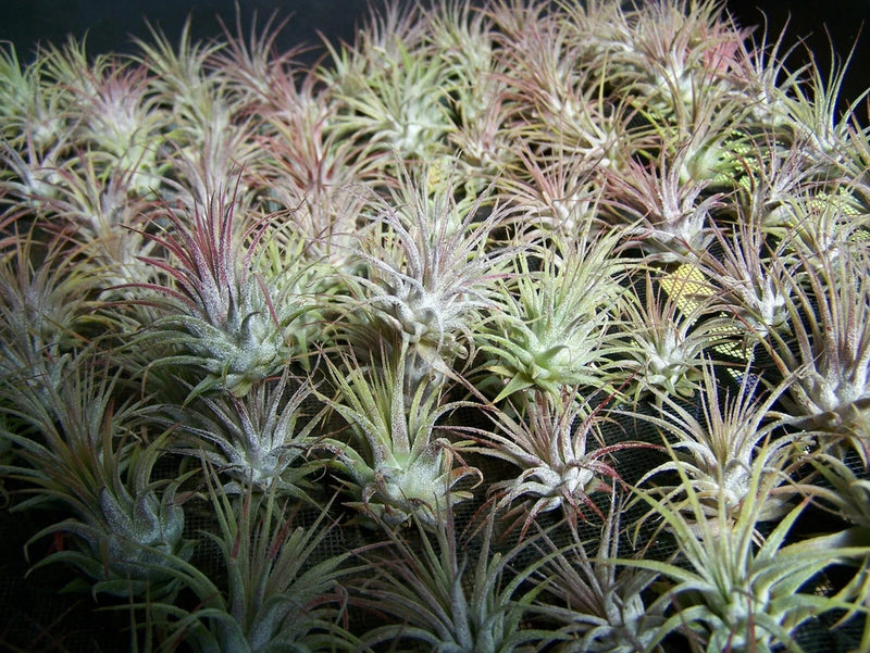 Tillandsia air plant cluster with spiky silver-green rosettes
