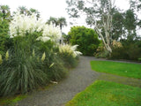 Photo 6x4 Pampas grass, Logan Botanic Garden Port Logan  c2017 Pampas Grass