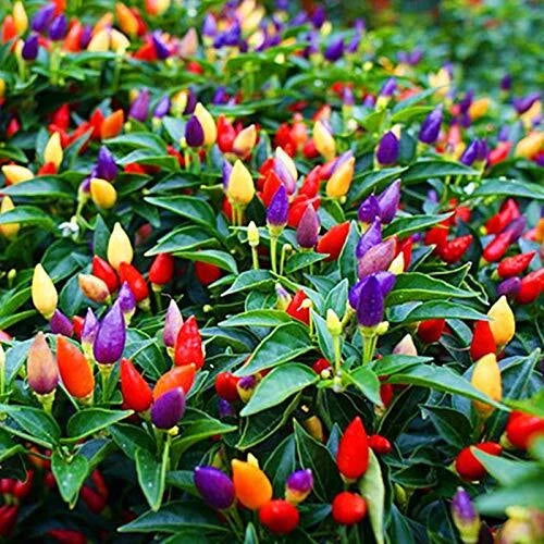5 Color Pepper Plant Seeds for Planting | 50+ Seeds | Exotic Garden Seeds to Gro Garden Plants