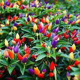 5 Color Pepper Plant Seeds for Planting | 50+ Seeds | Exotic Garden Seeds to Gro Garden Plants