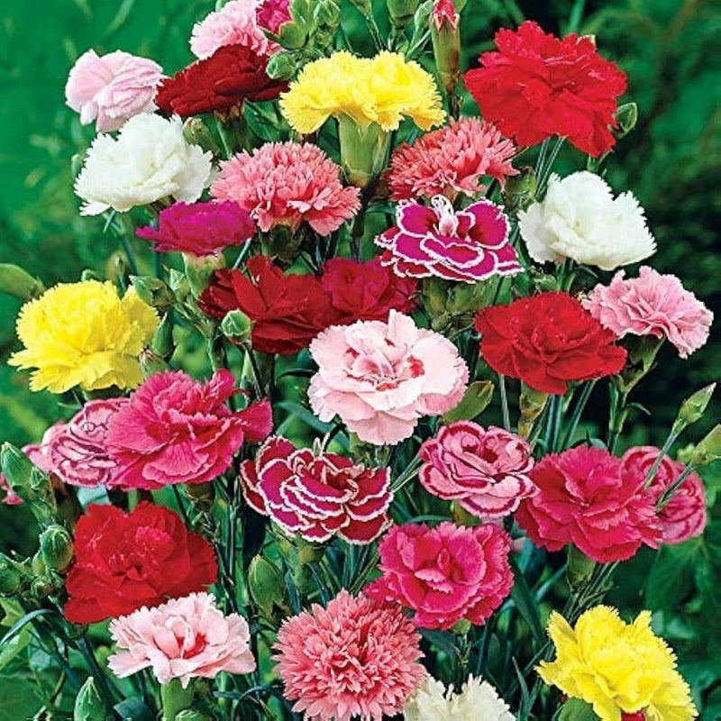 Hybrid Carnation Rose Flower Seeds Ð High Germination, pack of 90+seeds Carnation