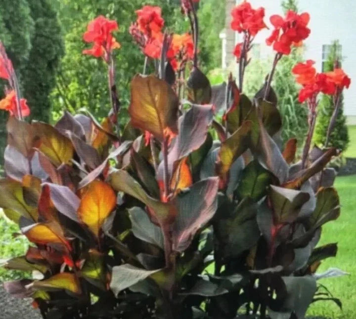 Canna lily plant with red flowers and broad green leaves with purple tint