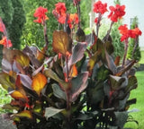 Canna Bulbs Red Flowers Tall  Plants ONE Bronze Leaf Lily Rhizome Lily