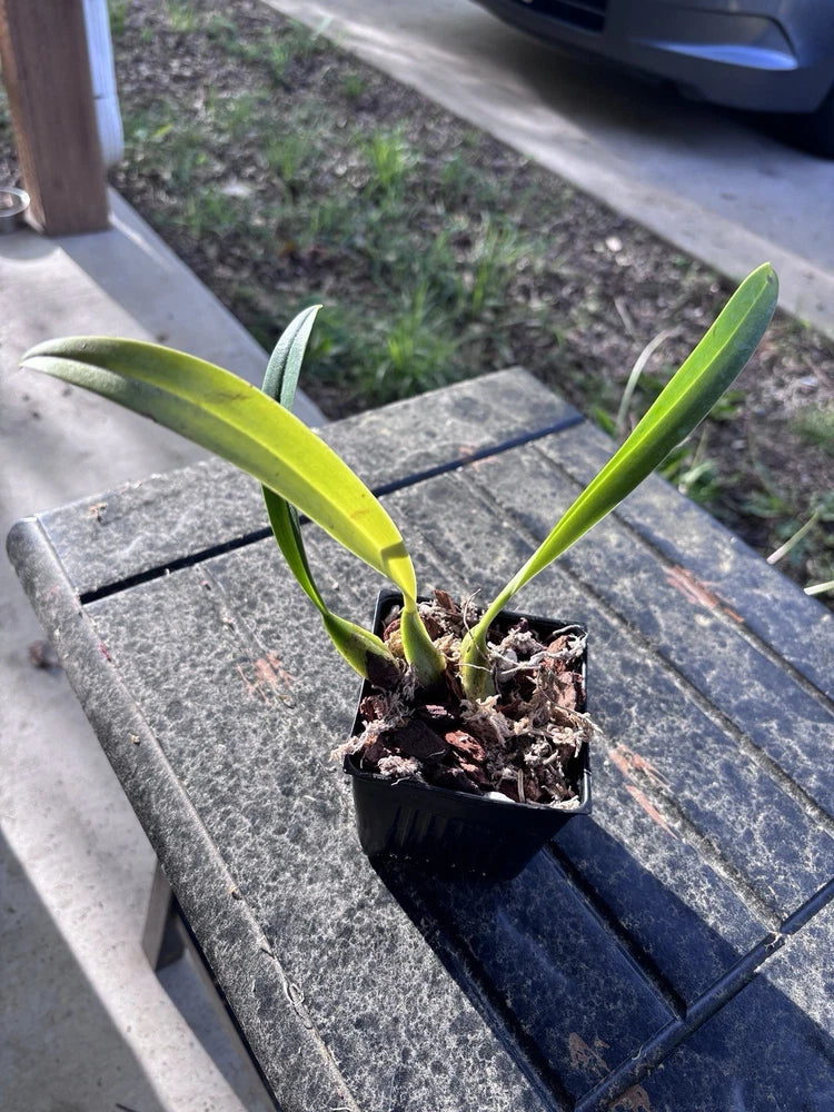 Orchid plant in black pot with green strap leaves and dark roots