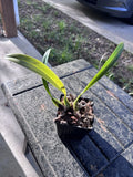 Bulbophyllum cocoinum, FRAGRANT!! Flowers smell like coconut!! Orchids